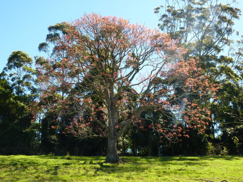 Bellthorpe Stays Maleny Esterno foto