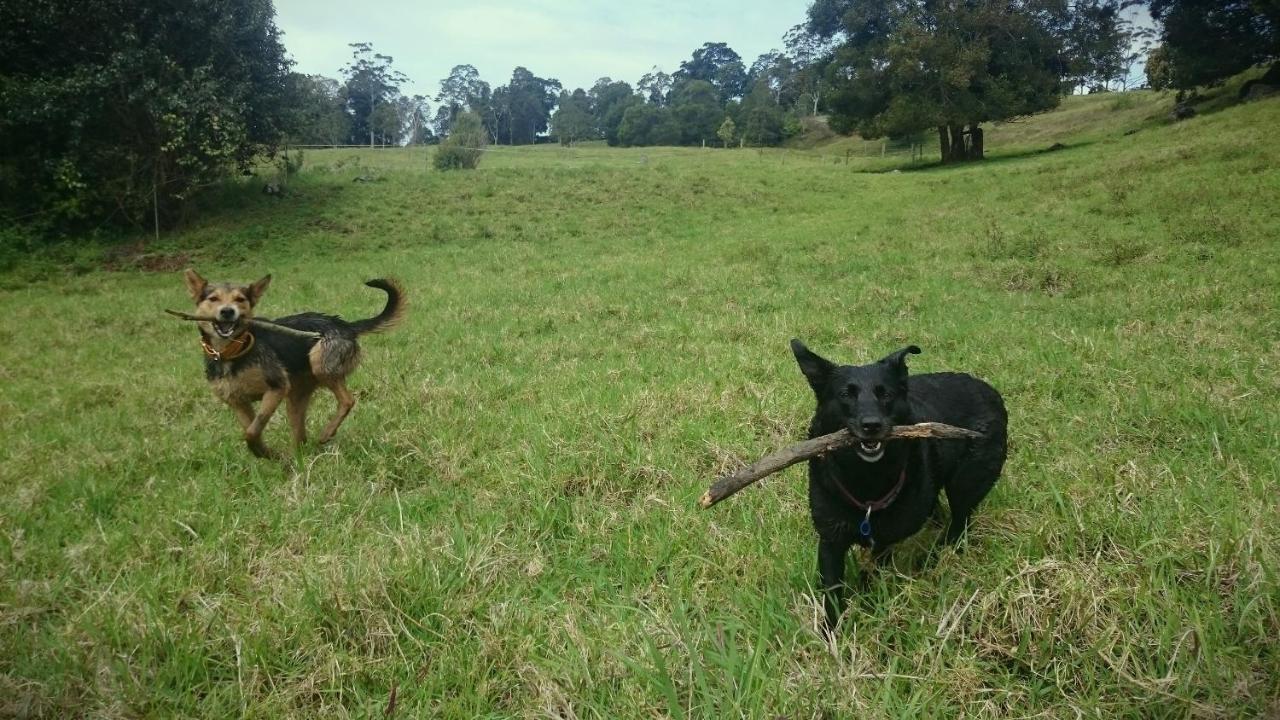 Bellthorpe Stays Maleny Esterno foto