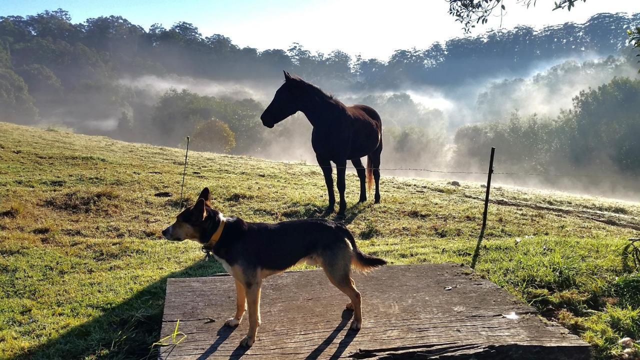 Bellthorpe Stays Maleny Esterno foto