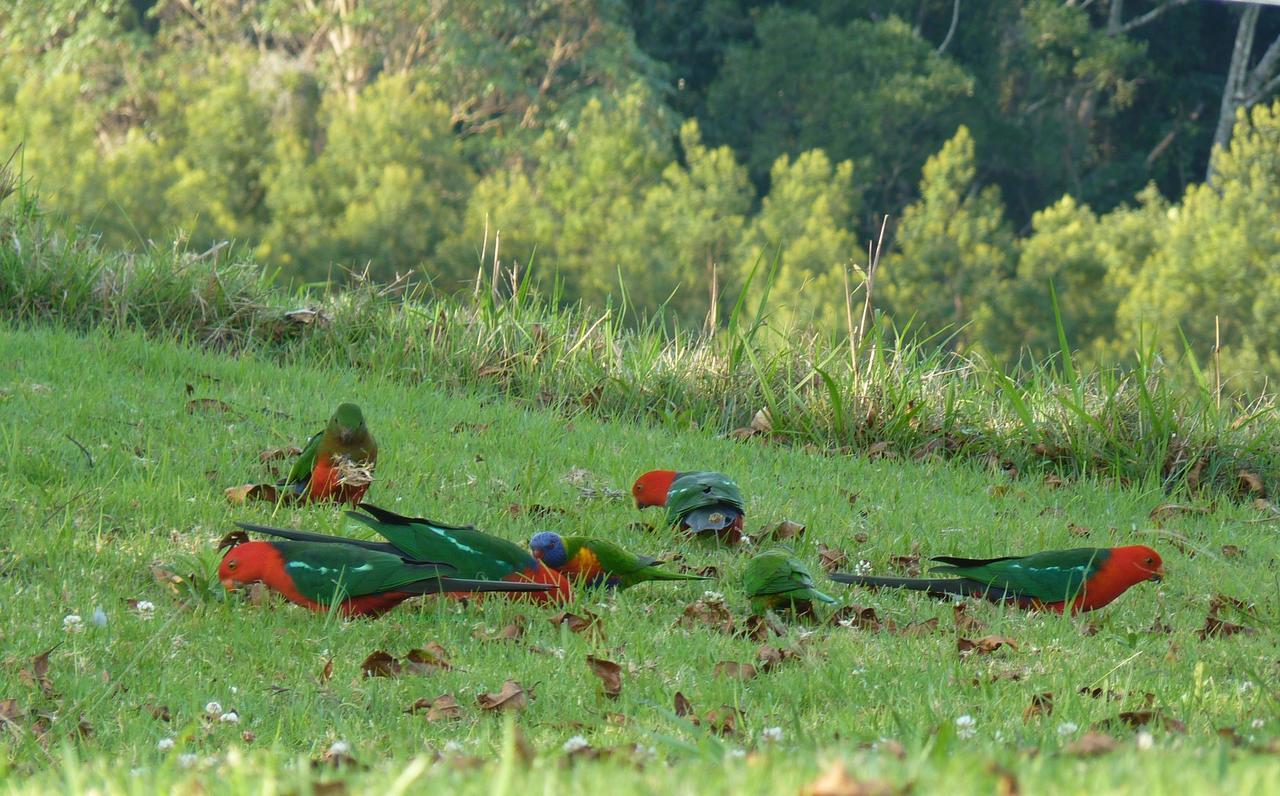Bellthorpe Stays Maleny Esterno foto