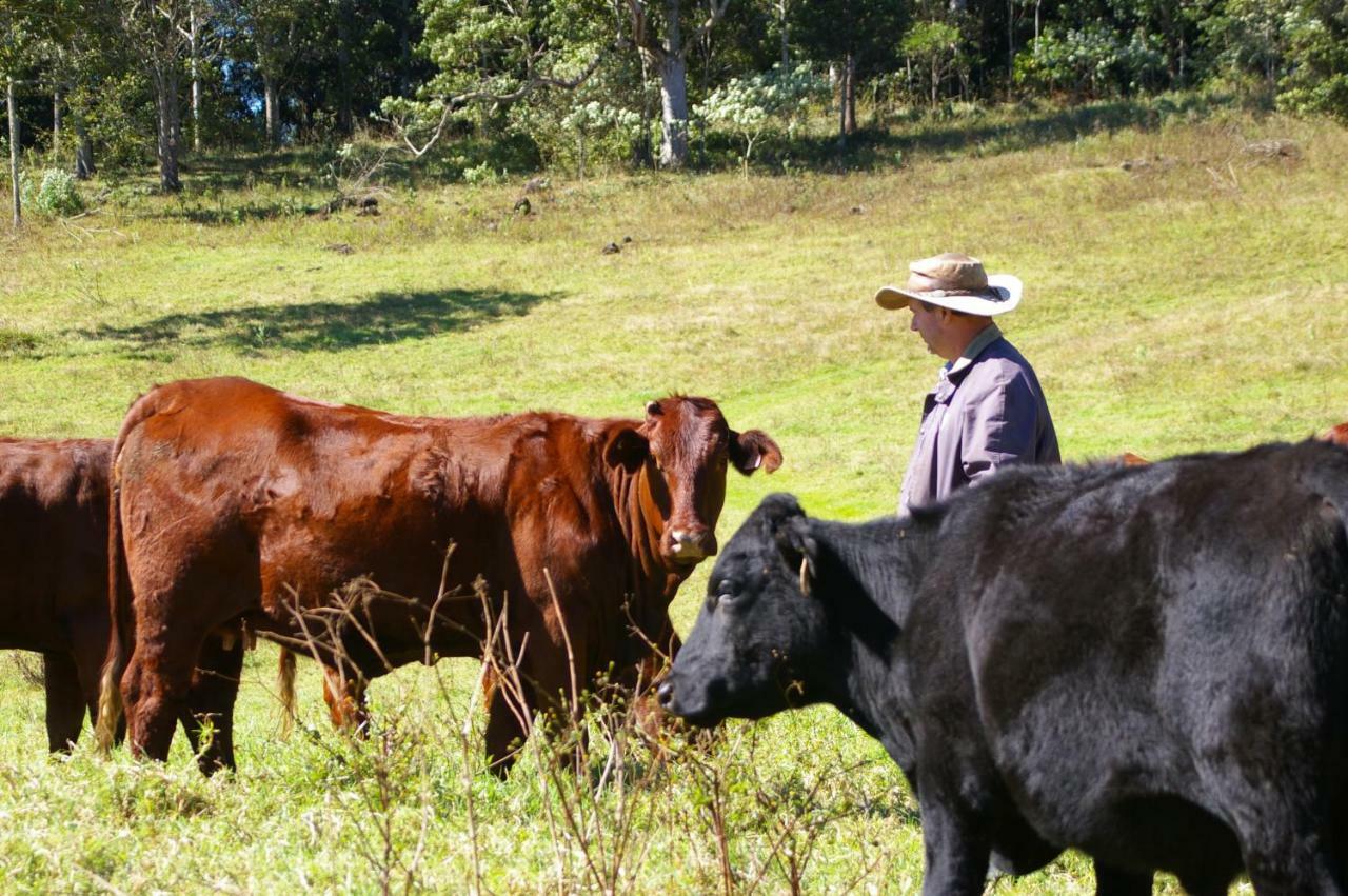 Bellthorpe Stays Maleny Esterno foto